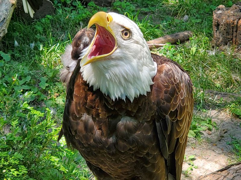 Intimate Animal Encounters That Beat Distant Viewing