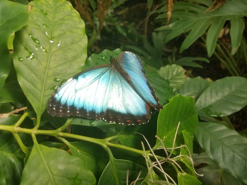 The Spectacular Butterfly Experience Inside the Conservatory