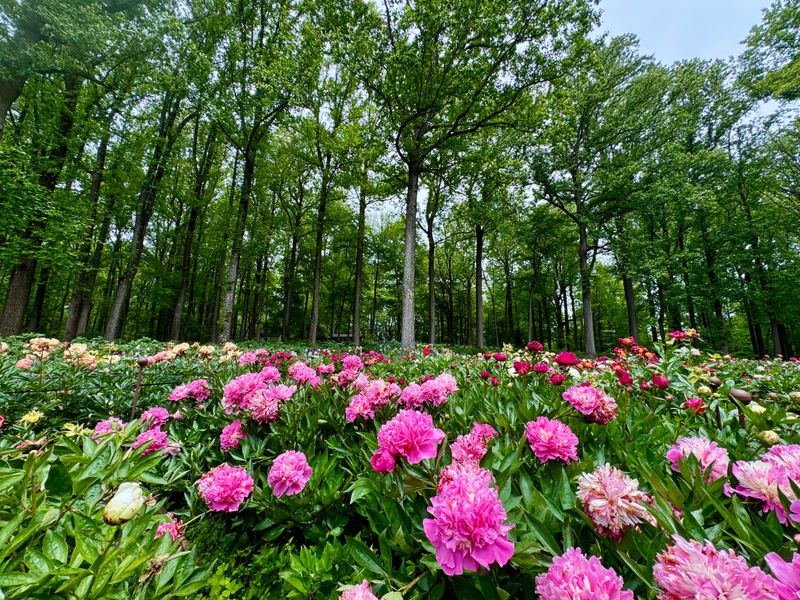 A Woodland Wonderland Bursting With Thousands of Blooms