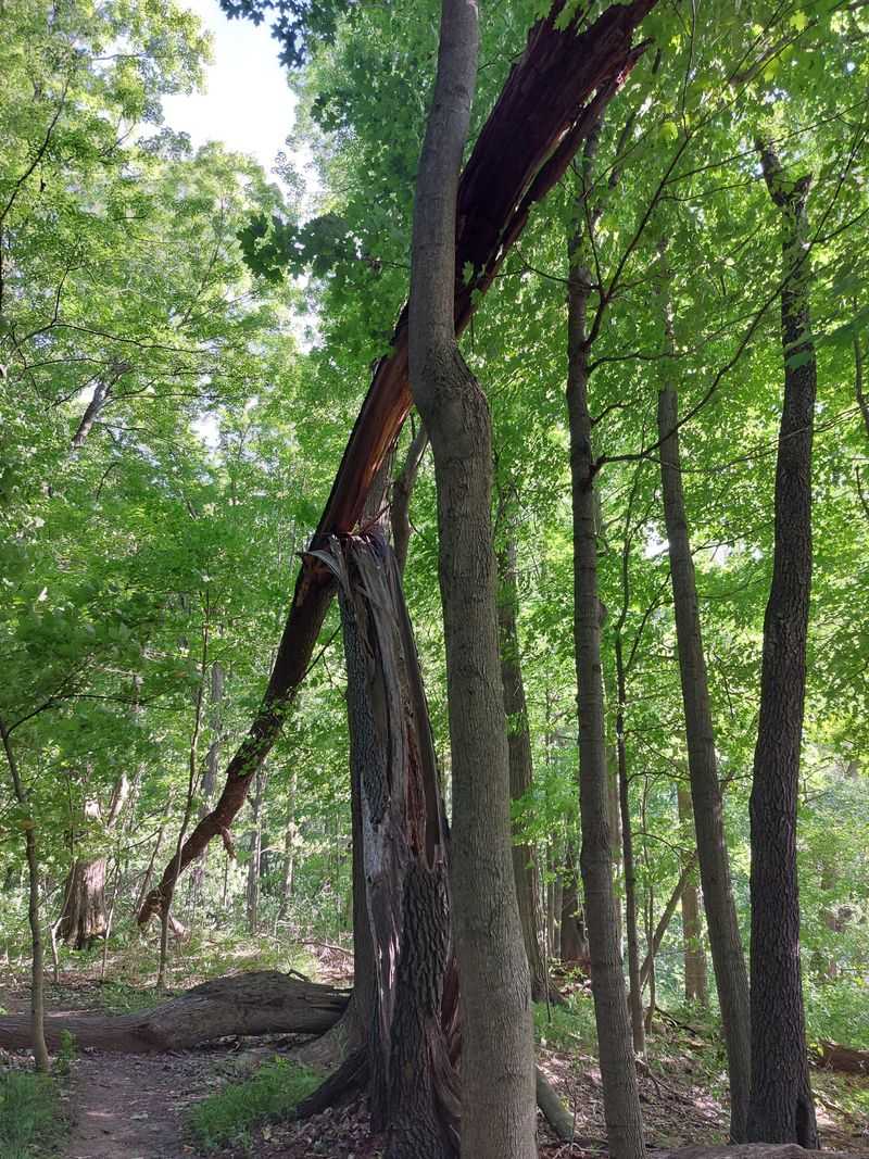 Why This Long-Standing Local Belief Never Fully Fades