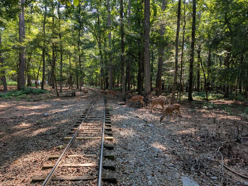 A Train Ride That Feels Like Stepping Into Another Era