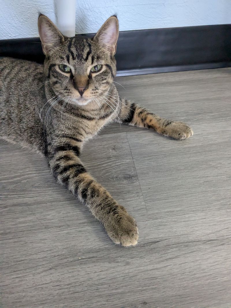 Meet Your New Furry Best Friends