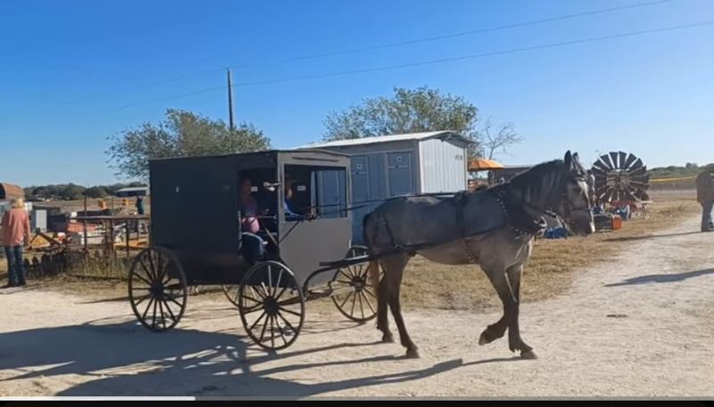 Horse-Drawn Buggies Navigate Rural Texas Roads