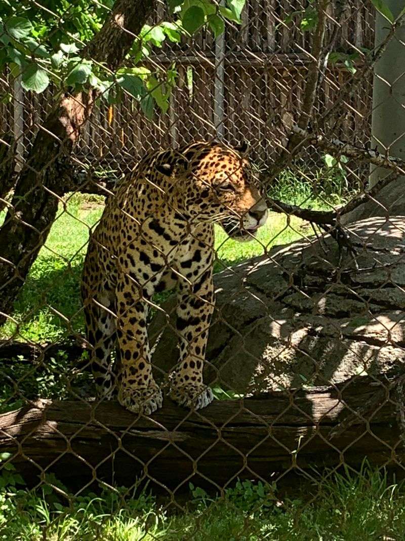Cameron Park Zoo Brings You Face-to-Face with Wildlife