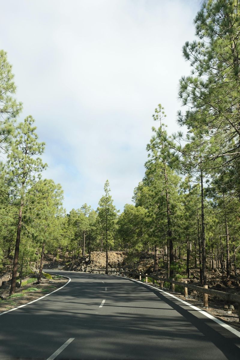 Starting The Drive Where Pines Close In