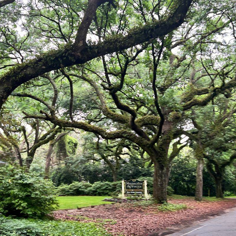Why Magnolia Springs Resists Modern Speed