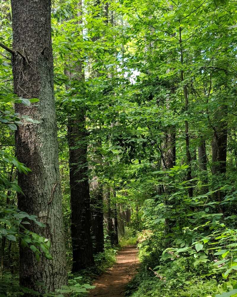 Yellowwood State Forest Backcountry