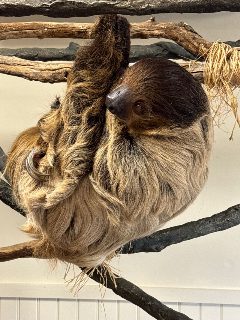 Surprising Residents Include Sloths and Monkeys