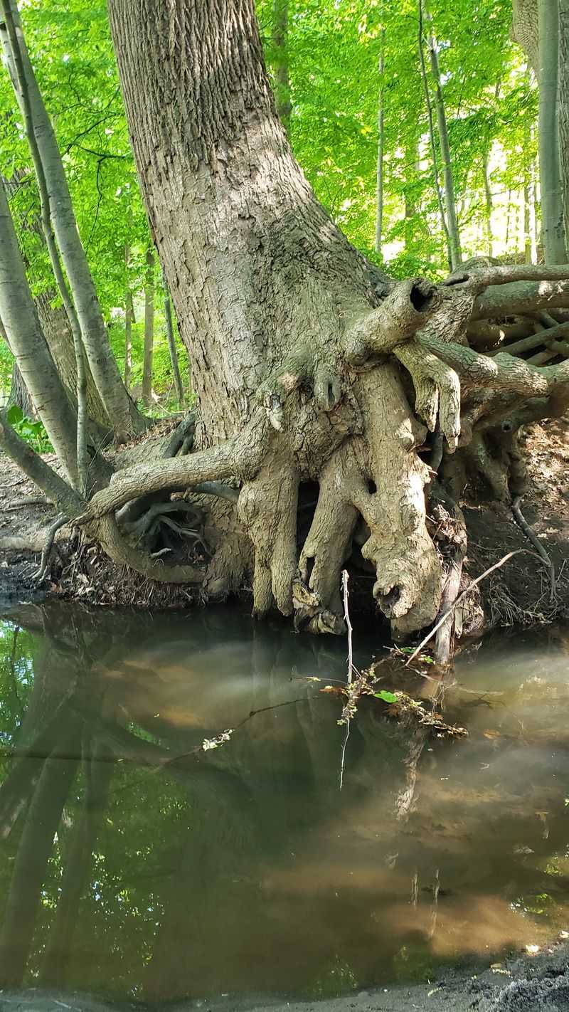 Wildlife Watching: Nature's Show Along the Potomac