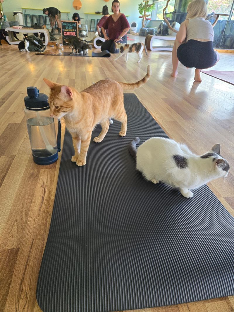Yoga with Cats (And Other Purrfect Events)