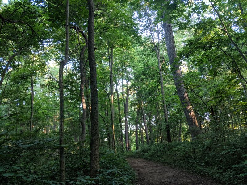 Tippecanoe River State Park Forest