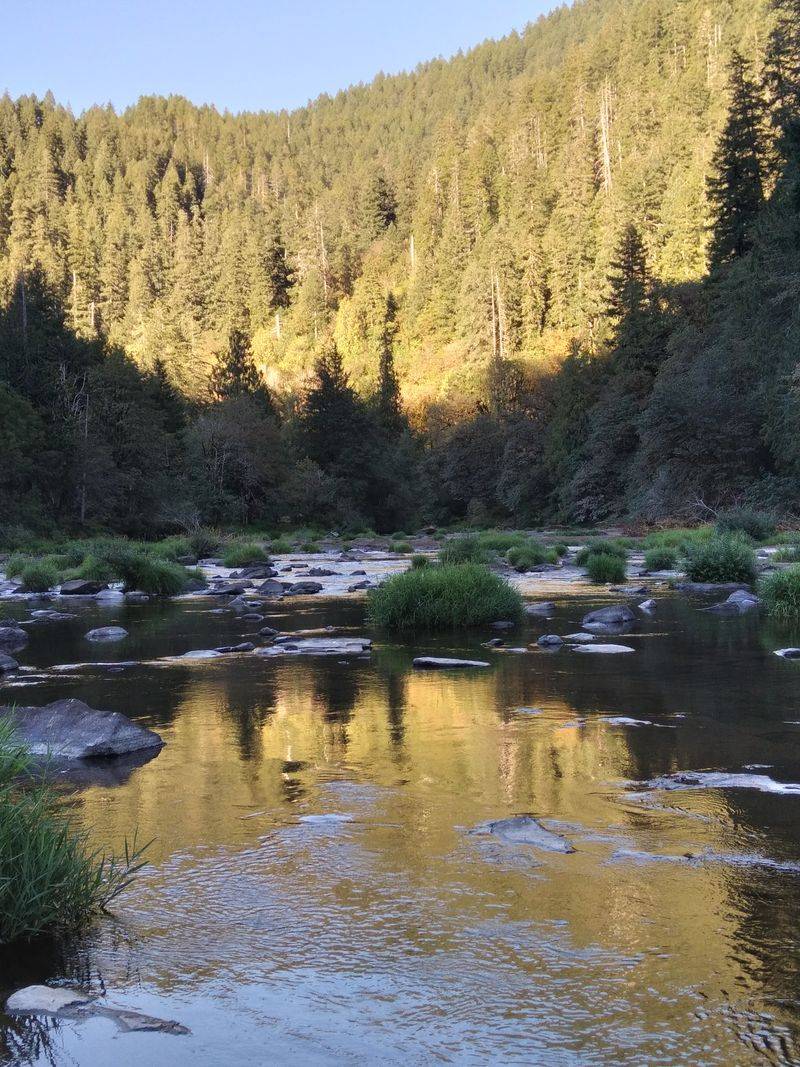 Deadwood: Coastal Forest Hideaway