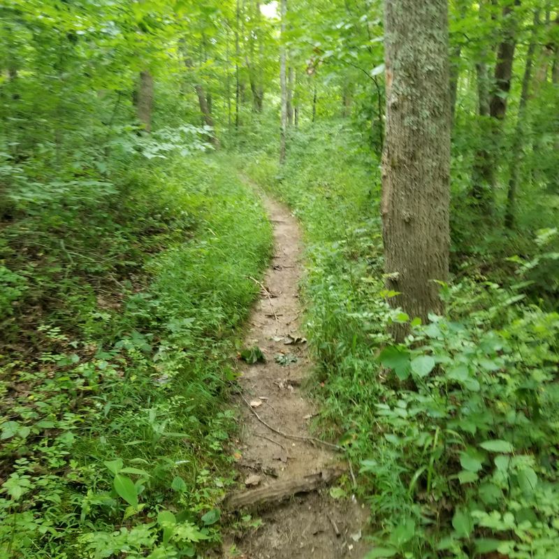 Forest Canopy Adventures at Nebo Ridge Trail System