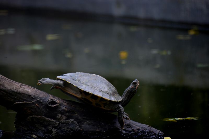 Dietch’s Kiddie Zoo, Fair Lawn