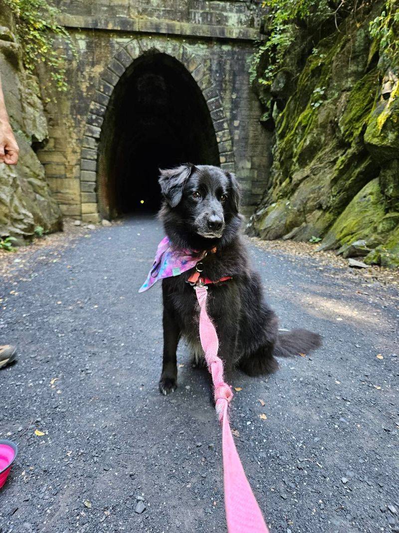 Perfect for Dog Walking
