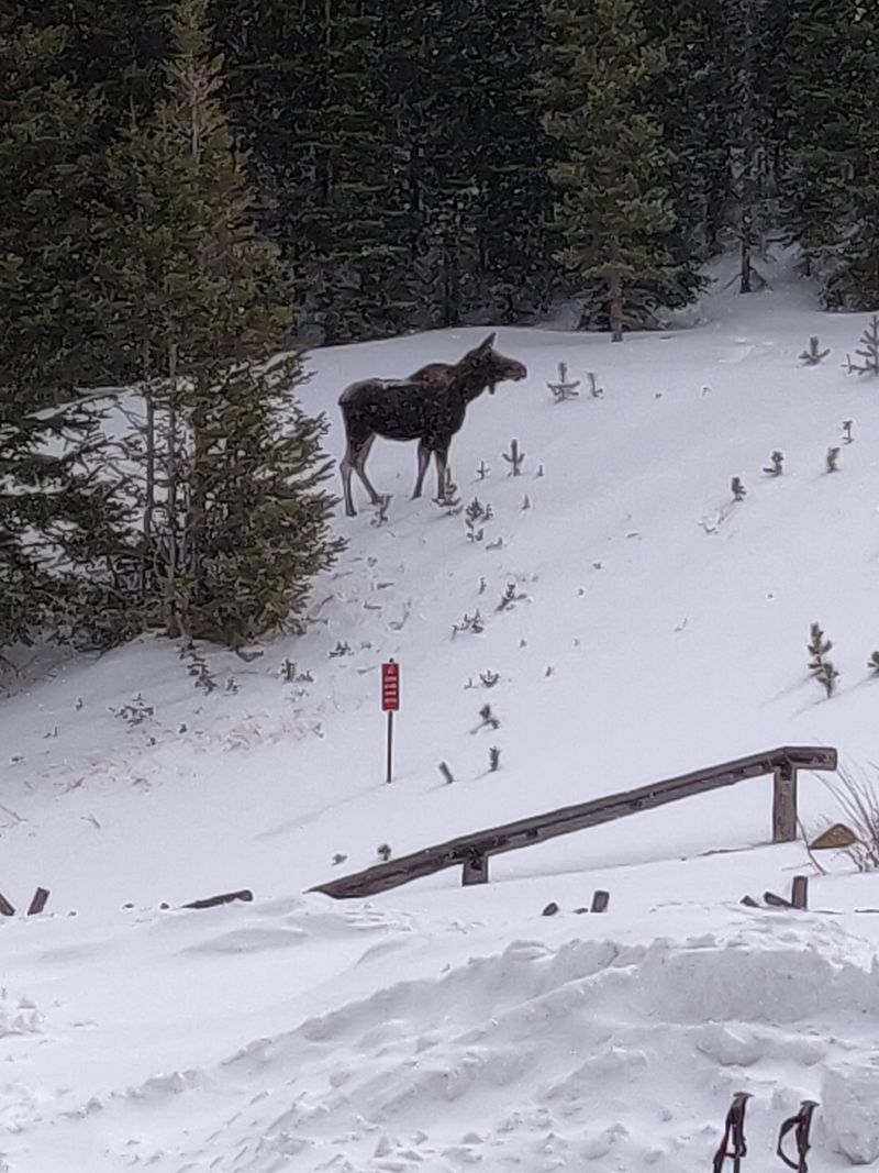 Snow That Arrives Without Warning