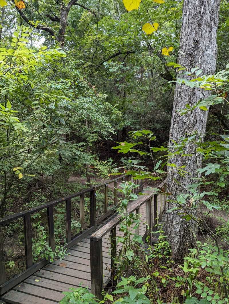 Shaded Woodland Escape