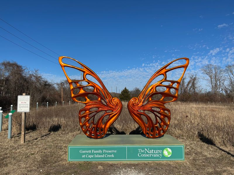 Butterfly Migration Spectacle That Rivals Any Air Show
