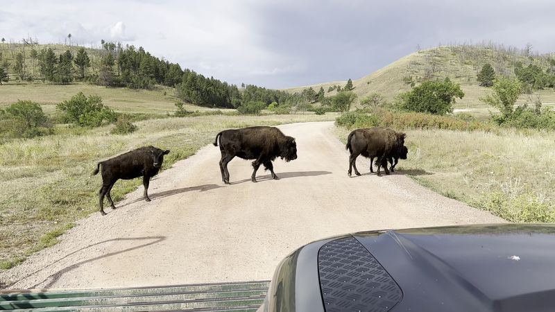 Bison Begin Associating People With Food
