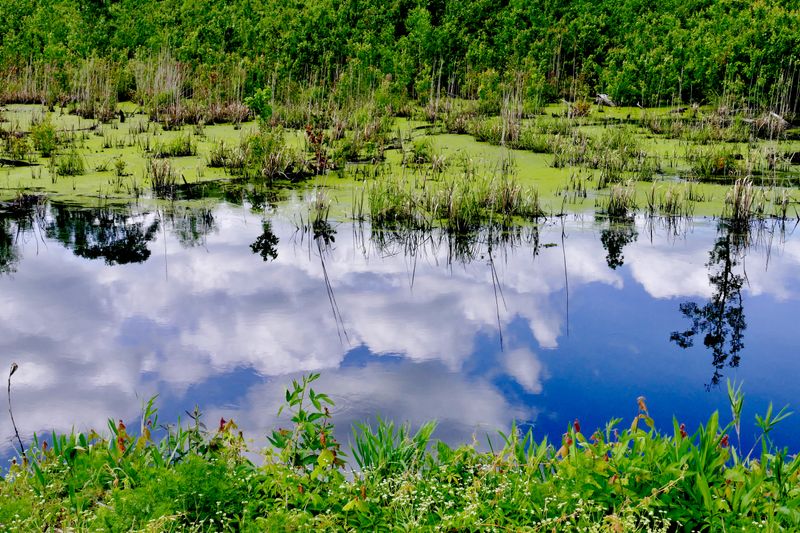 Why The Swamp Still Feels Aware