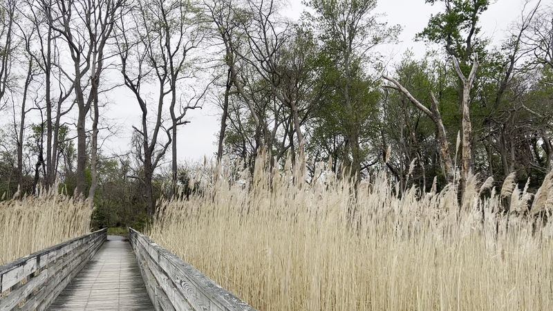 How Seasons Change The Silence