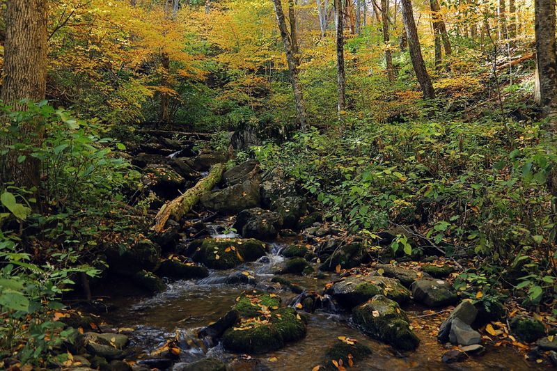 Wildlife Encounters Along the Way