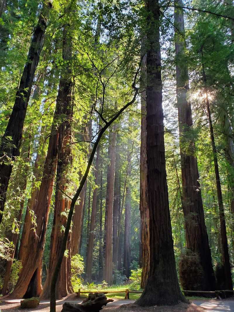 Driving Through Redwoods That Change The Sense Of Scale