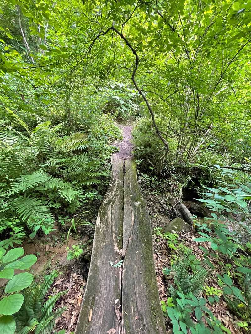 How Abandonment Changed The Landscape