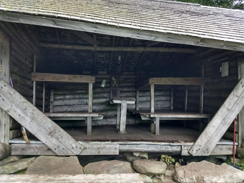 What Still Remains In The Forest Today