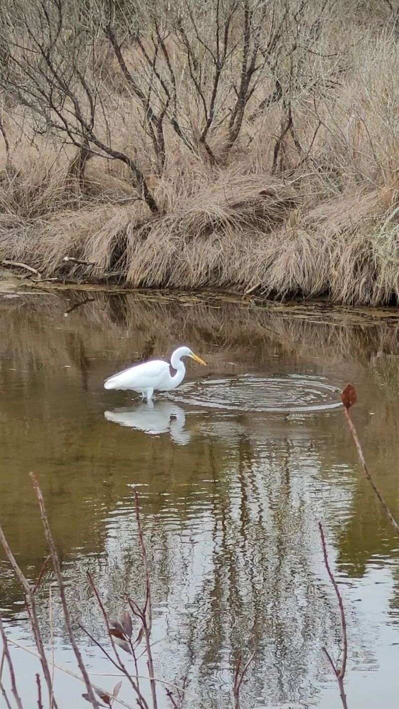 Chincoteague National Wildlife Refuge