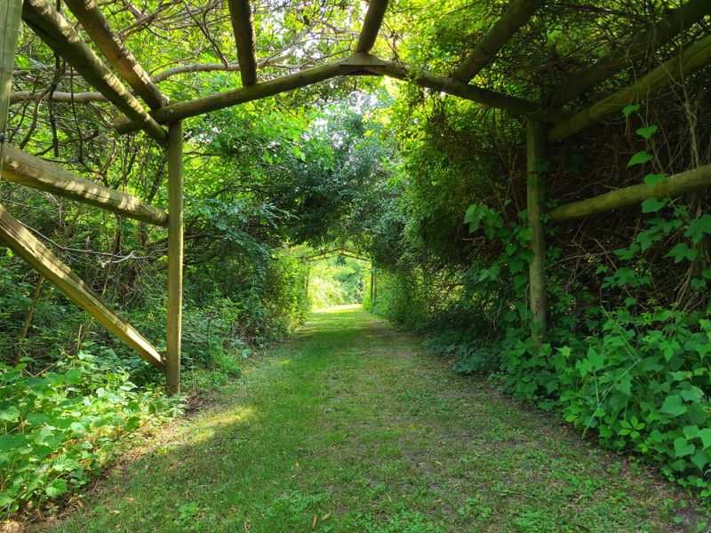 Secret Tree Cave Complete With Hidden Picnic Table