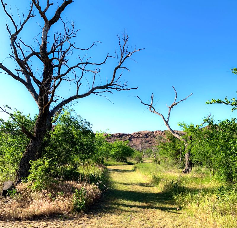Hiking Trails Through Juniper and Mesquite Forests