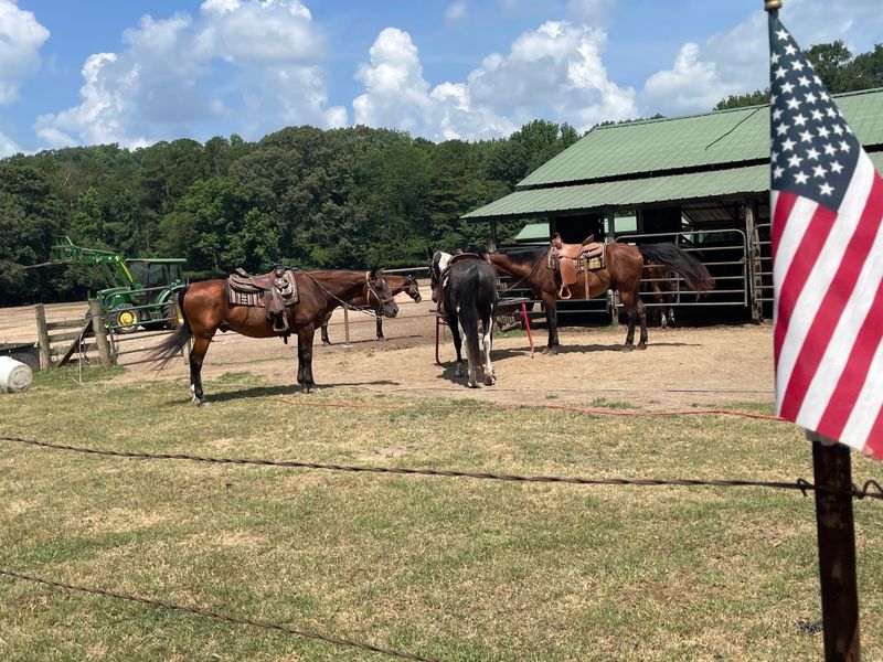 Horseback Trail Rides Through Scenic Wilderness