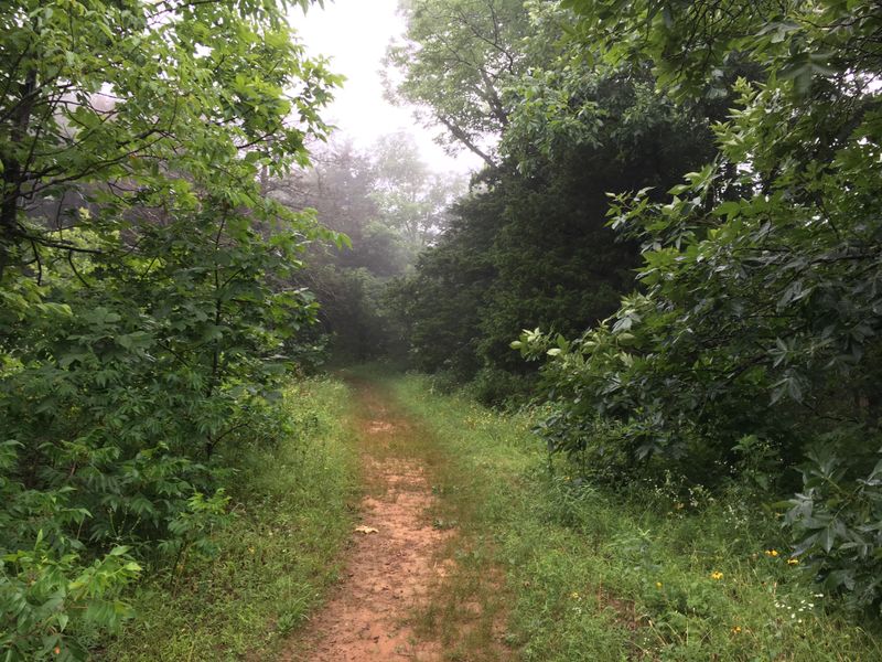 Mountain Biking Trails Challenge Riders of All Levels