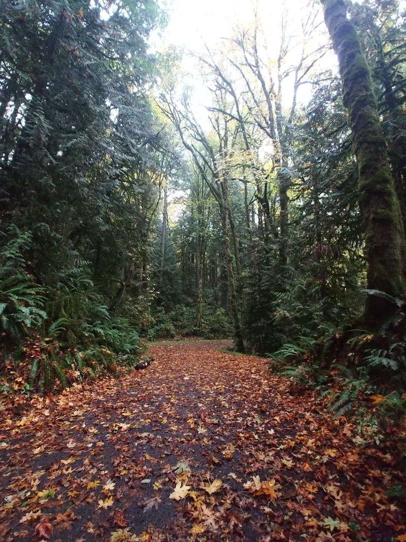 Forest Park’s Secluded Ridge Loops