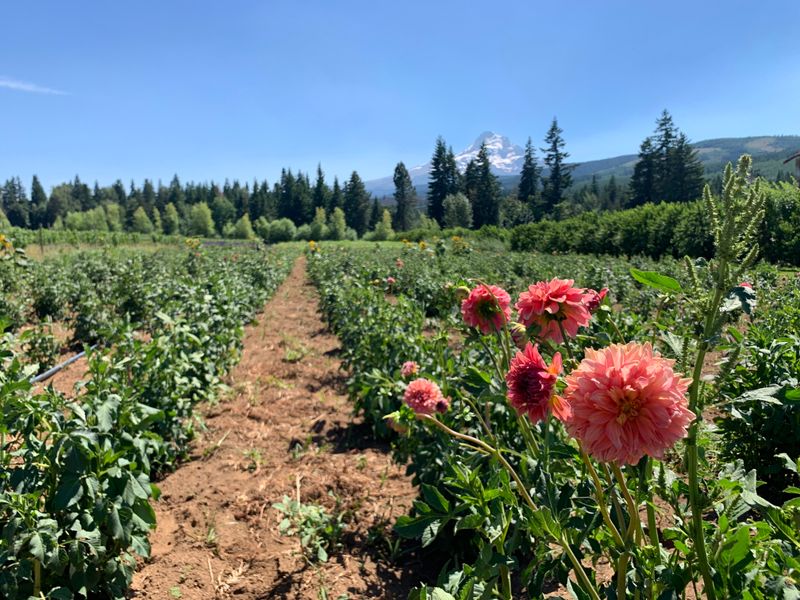 Hood River Valley Beyond the Main Strip: Farm Roads and Orchard Peace