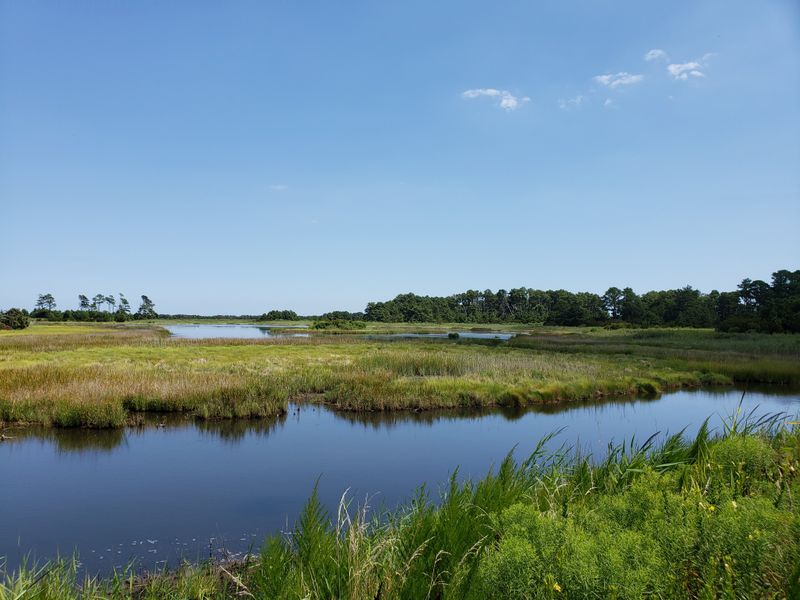 Swan Cove Trail Winds Through Salt Marshes Teeming With Life