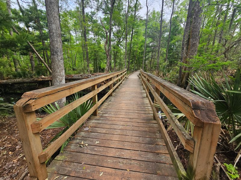 Birdlife and Quiet Trails at Caw Caw Interpretive Center