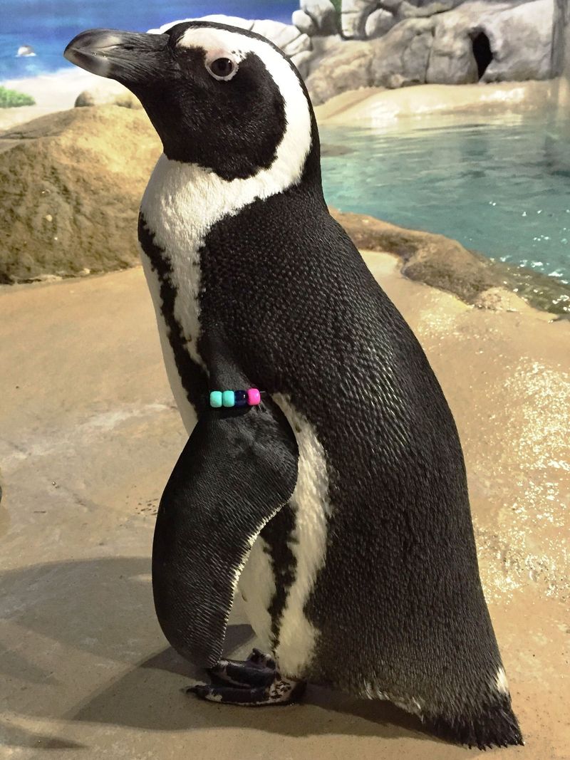 African Penguins Steal Every Heart in the Building