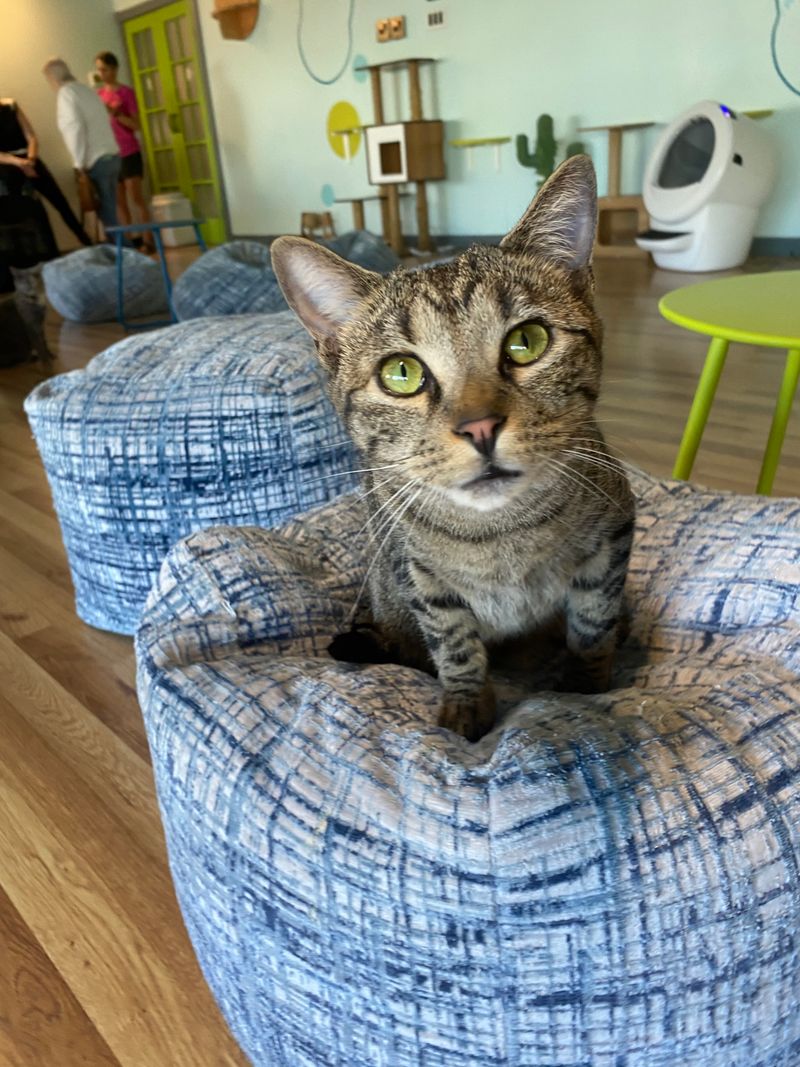 Every Cat Has a Story