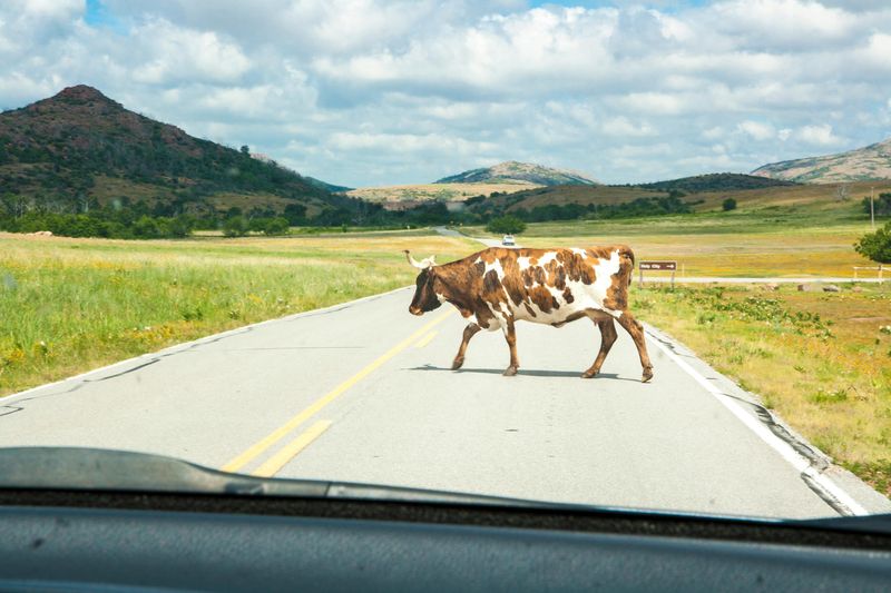 You Must Stop for Livestock on the Road