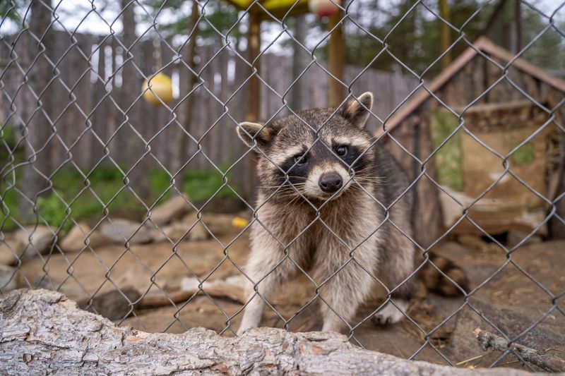 Pet Raccoons Are Restricted