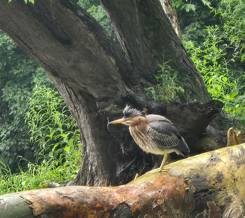 Wildlife Encounters That Rival Any Nature Documentary