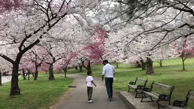 Essex County Cherry Blossom Festival (Bloomfest!)