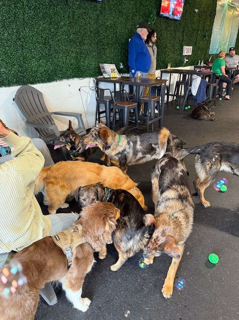 Snouts & Stouts - Dog Bar