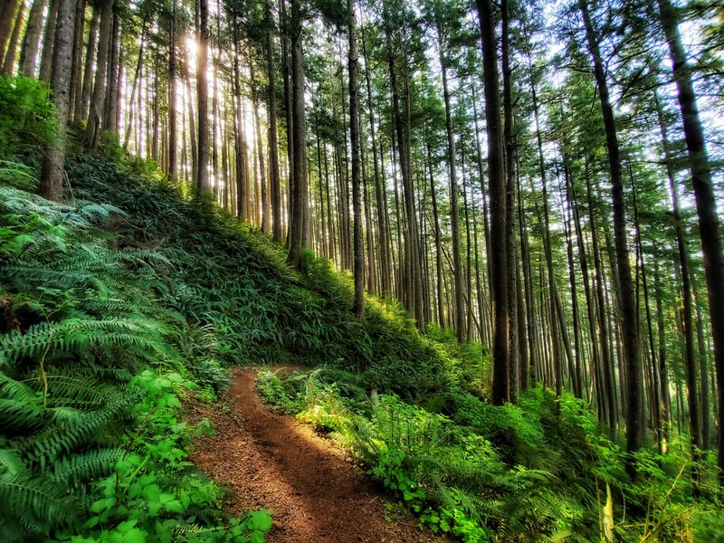 Oswald West's Cliff-Clinging Forest