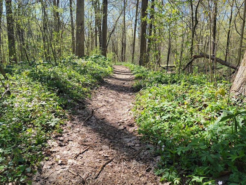 Heron Rookery Trail (Indiana Dunes National Park)