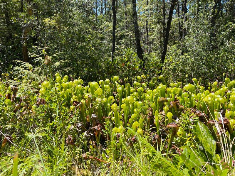 Visit in July to See the Bizarre Blooms