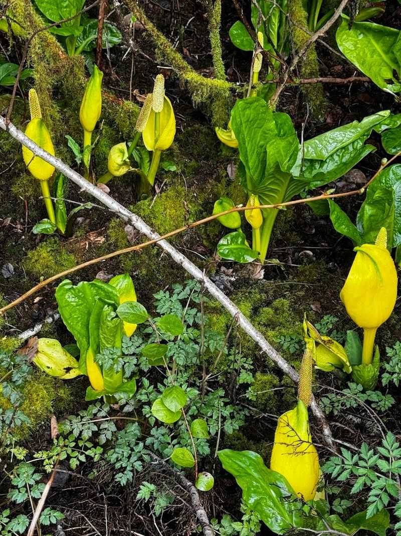 Skunk Cabbage Spectacle