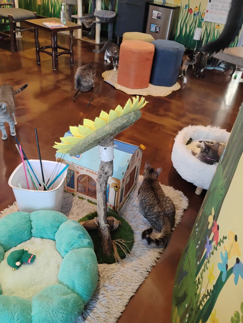 Twenty Plus Rescue Cats All Looking For Forever Homes